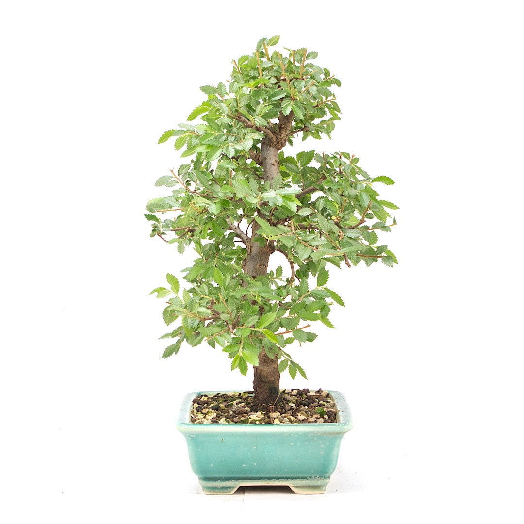 Japanische Ulme 'Ulmus japonica'