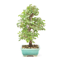 Japanische Ulme 'Ulmus japonica'