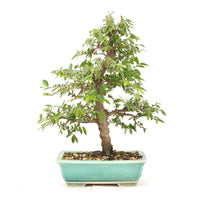 Japanische Ulme 'Ulmus japonica'