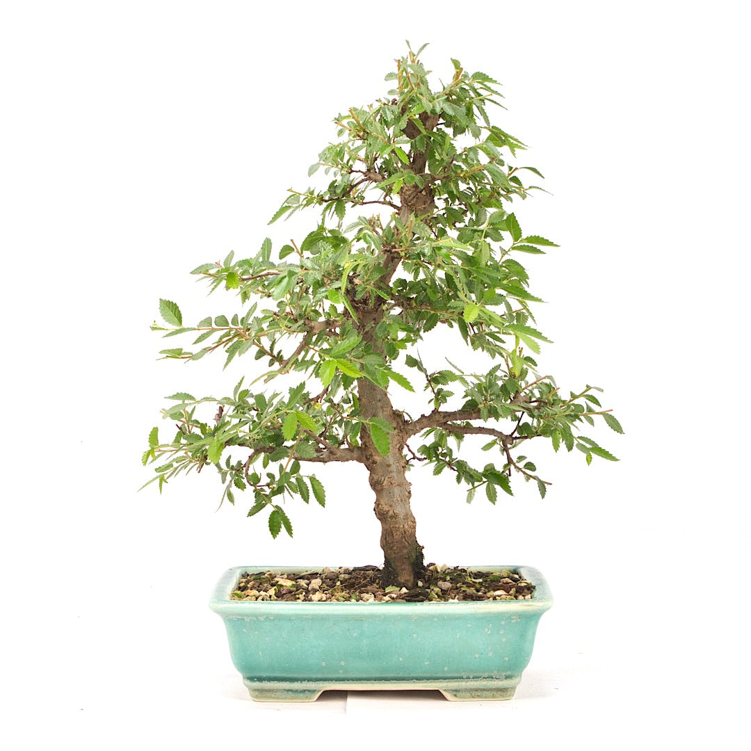 Japanische Ulme 'Ulmus japonica'
