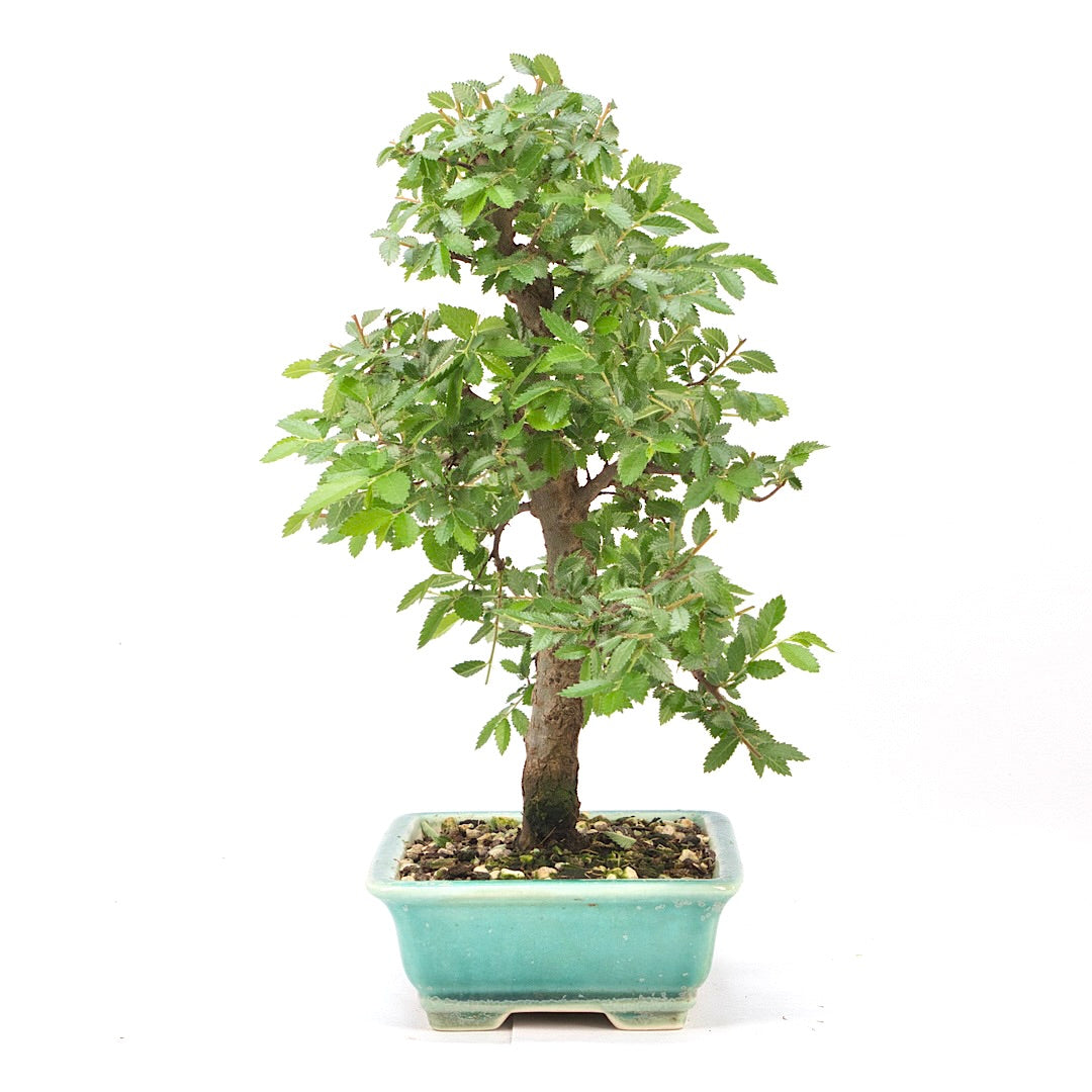 Japanische Ulme 'Ulmus japonica'