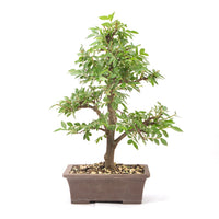 Japanische Ulme 'Ulmus japonica'