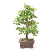 Japanische Ulme 'Ulmus japonica'