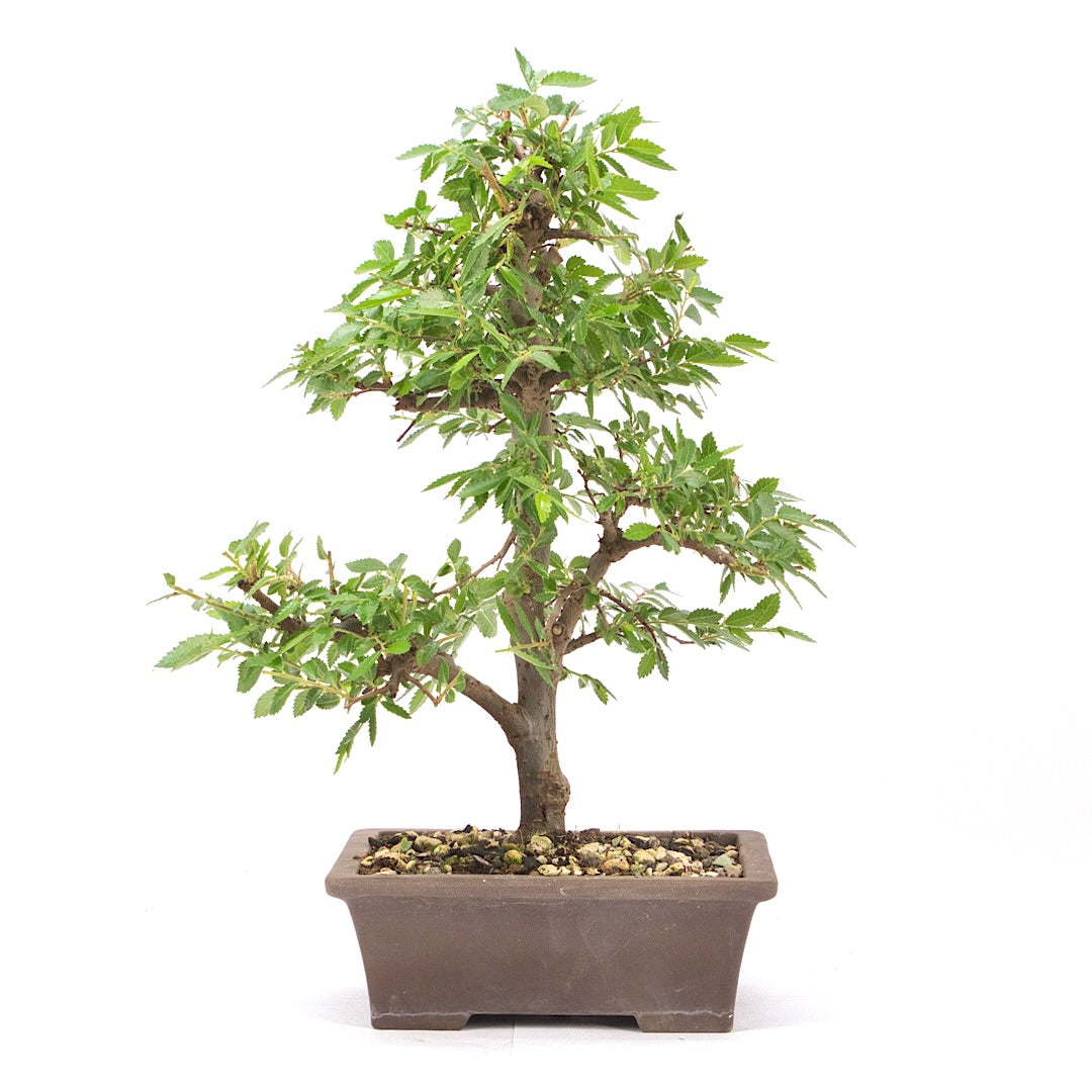 Japanische Ulme 'Ulmus japonica'