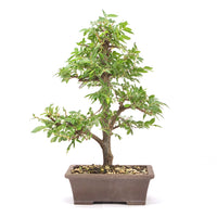 Japanische Ulme 'Ulmus japonica'