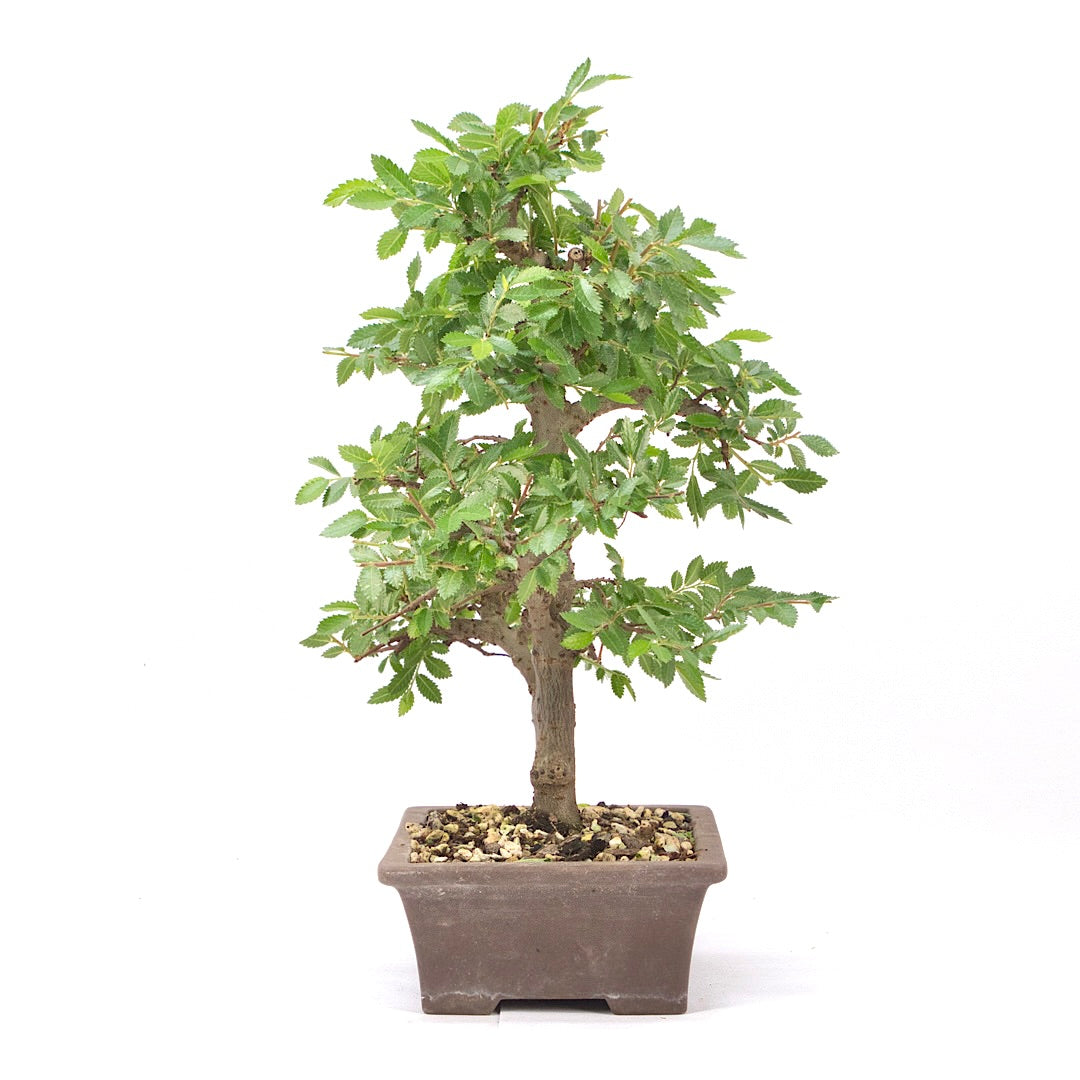 Japanische Ulme 'Ulmus japonica'
