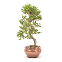 Japanische Ulme 'Ulmus japonica'