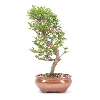 Japanische Ulme 'Ulmus japonica'