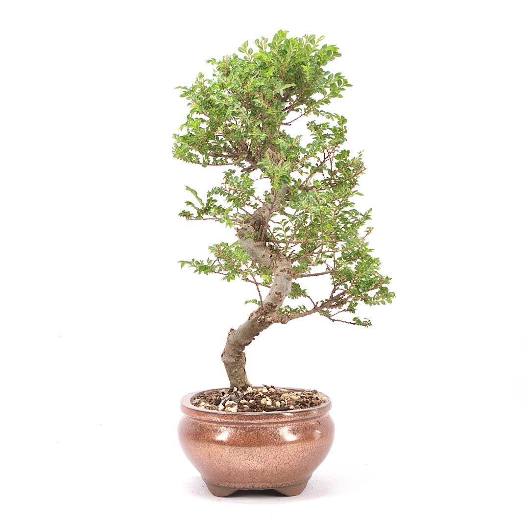 Japanische Ulme 'Ulmus japonica'