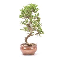 Japanische Ulme 'Ulmus japonica'