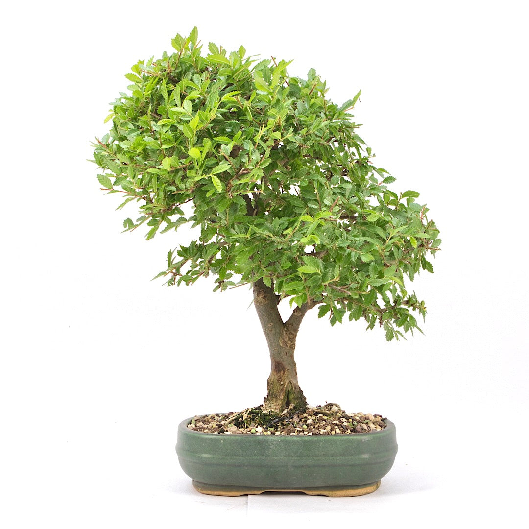 Japanische Ulme 'Ulmus japonica'