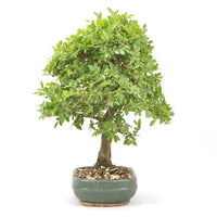 Japanische Ulme 'Ulmus japonica'