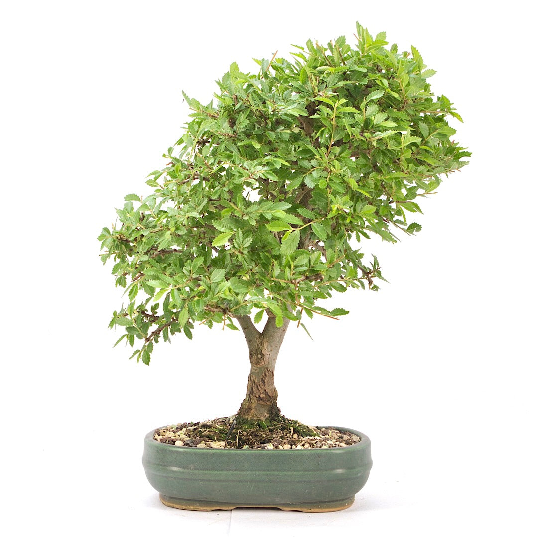 Japanische Ulme 'Ulmus japonica'