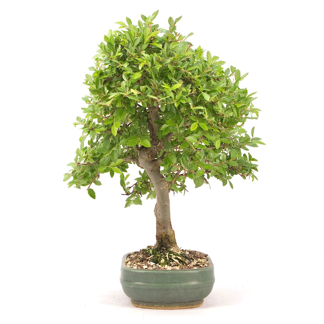 Japanische Ulme 'Ulmus japonica'