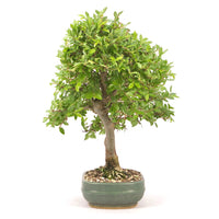 Japanische Ulme 'Ulmus japonica'