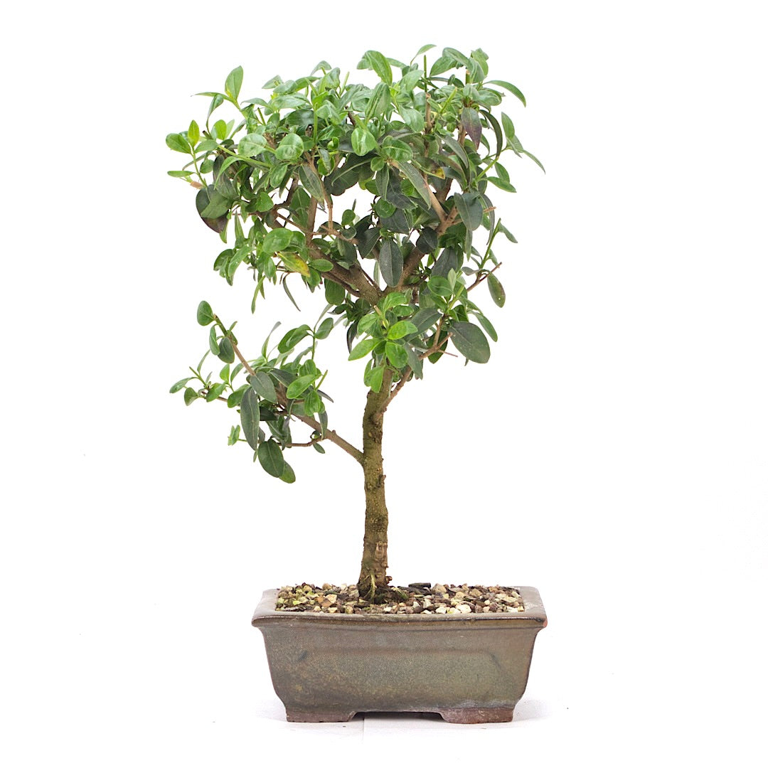 Gewöhnlichen Liguster
‚Ligustrum vulgare‘
