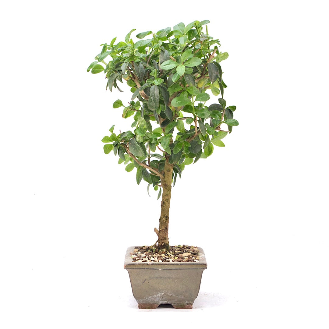 Gewöhnlichen Liguster
‚Ligustrum vulgare‘