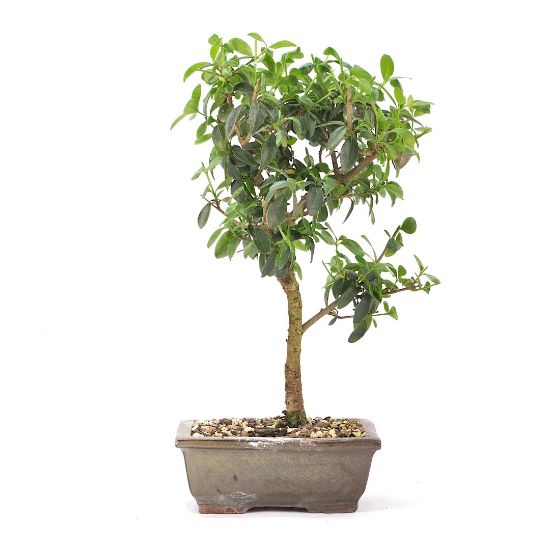 Gewöhnlichen Liguster
‚Ligustrum vulgare‘