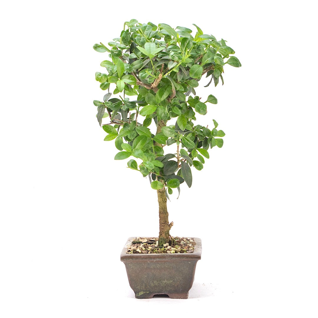 Gewöhnlichen Liguster
‚Ligustrum vulgare‘