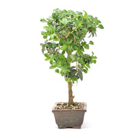 Gewöhnlichen Liguster
‚Ligustrum vulgare‘