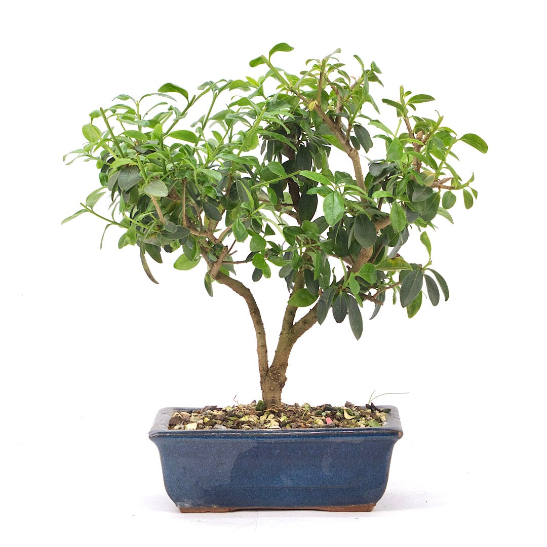 Gewöhnlichen Liguster ‚Ligustrum vulgare‘