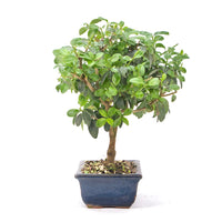 Gewöhnlichen Liguster ‚Ligustrum vulgare‘