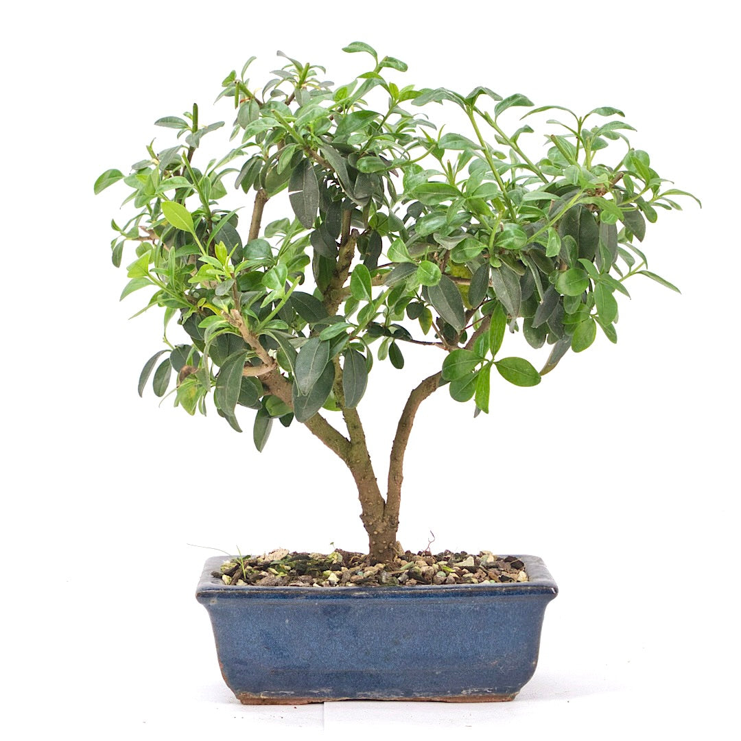 Gewöhnlichen Liguster ‚Ligustrum vulgare‘