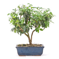 Gewöhnlichen Liguster ‚Ligustrum vulgare‘