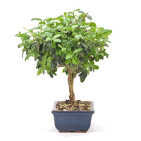 Gewöhnlichen Liguster ‚Ligustrum vulgare‘