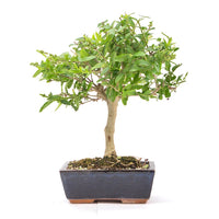 Gewöhnlichen Liguster ‚Ligustrum vulgare‘