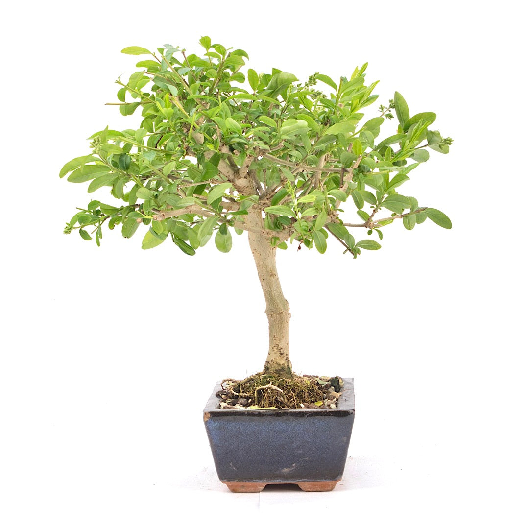 Gewöhnlichen Liguster ‚Ligustrum vulgare‘