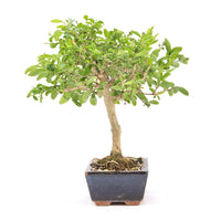 Gewöhnlichen Liguster ‚Ligustrum vulgare‘
