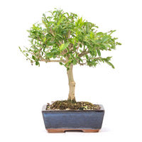 Gewöhnlichen Liguster ‚Ligustrum vulgare‘