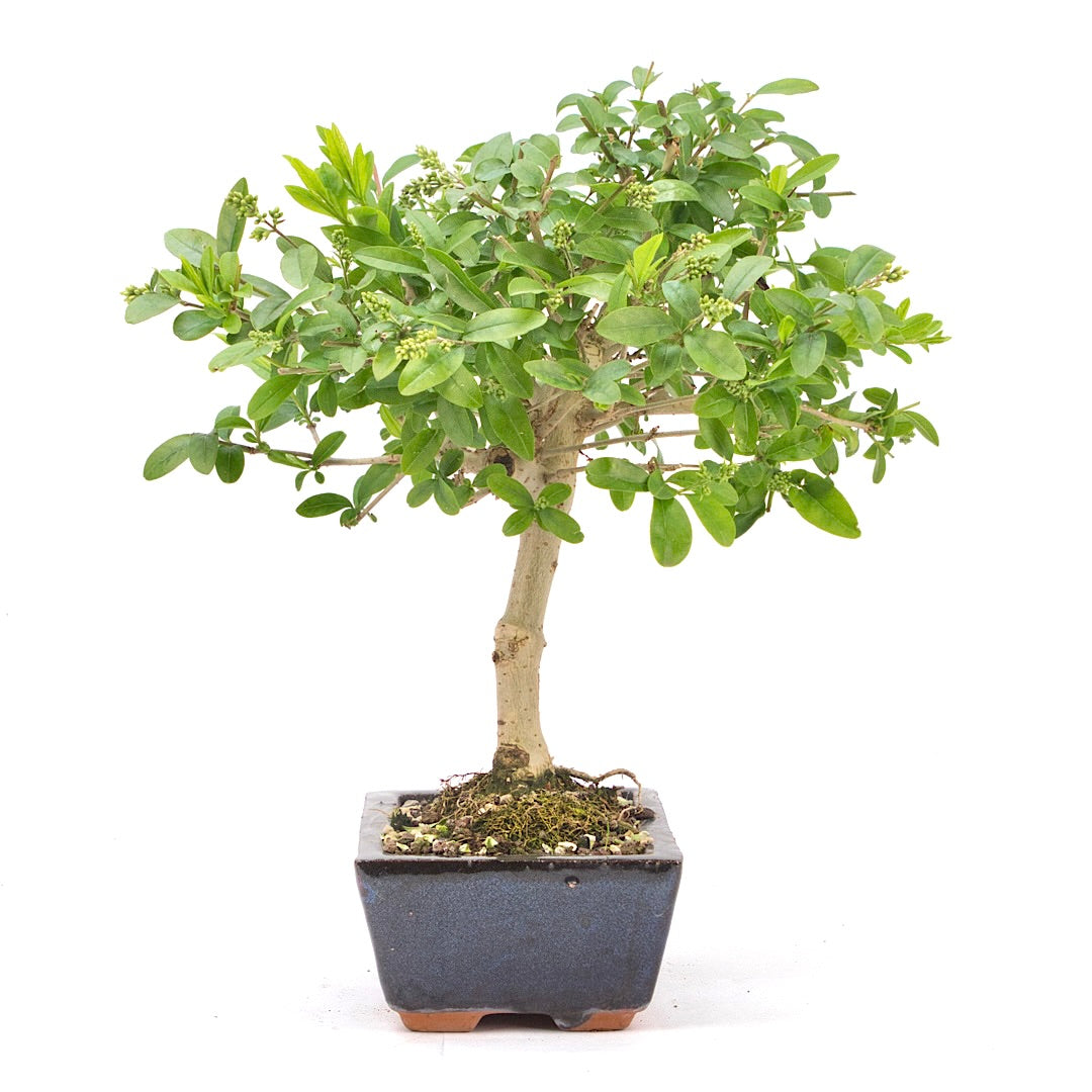 Gewöhnlichen Liguster ‚Ligustrum vulgare‘