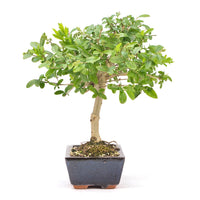 Gewöhnlichen Liguster ‚Ligustrum vulgare‘