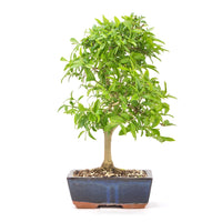 Gewöhnlichen Liguster ‚Ligustrum vulgare‘