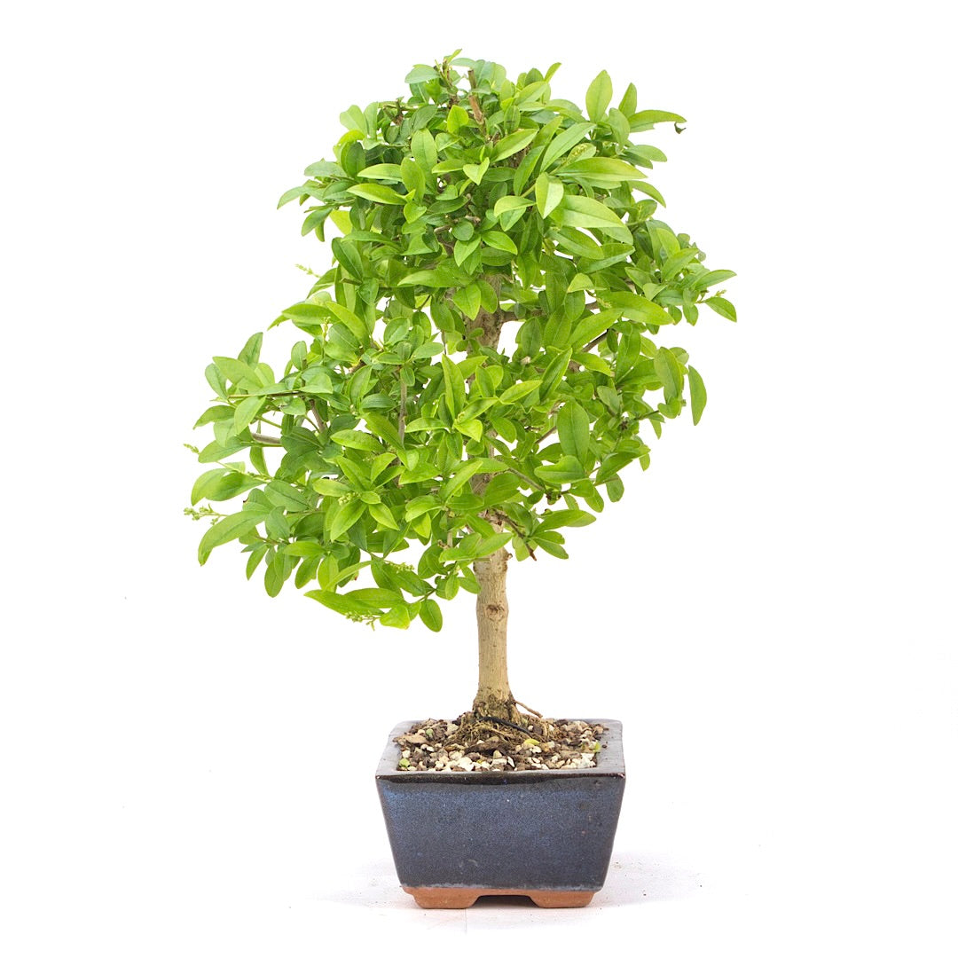 Gewöhnlichen Liguster ‚Ligustrum vulgare‘