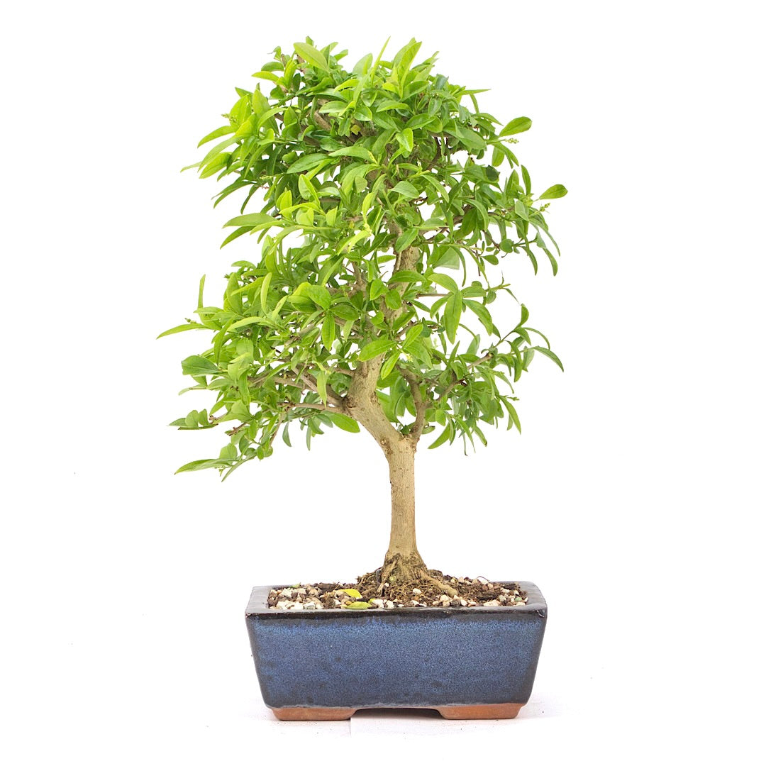 Gewöhnlichen Liguster ‚Ligustrum vulgare‘