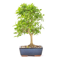 Gewöhnlichen Liguster ‚Ligustrum vulgare‘