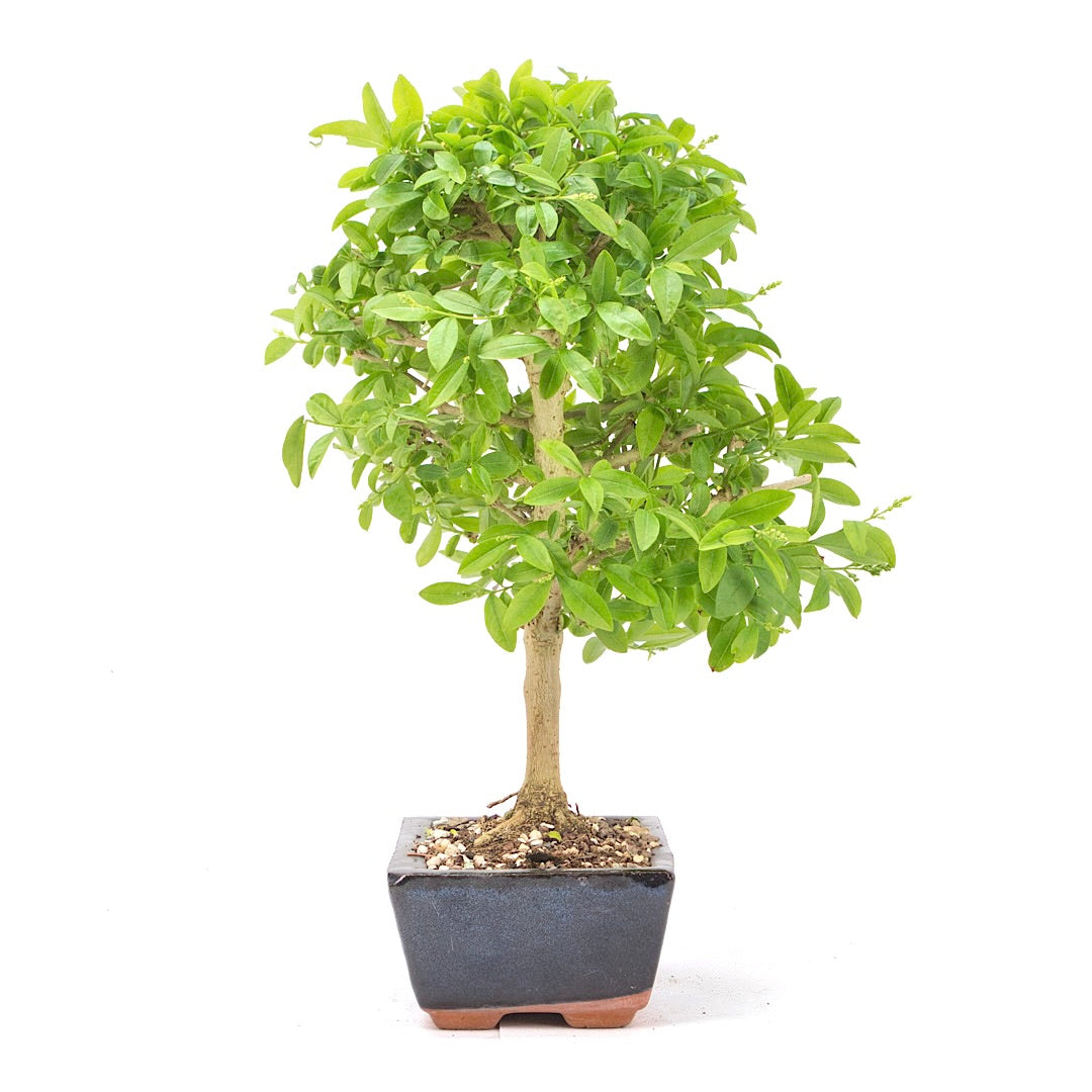 Gewöhnlichen Liguster ‚Ligustrum vulgare‘