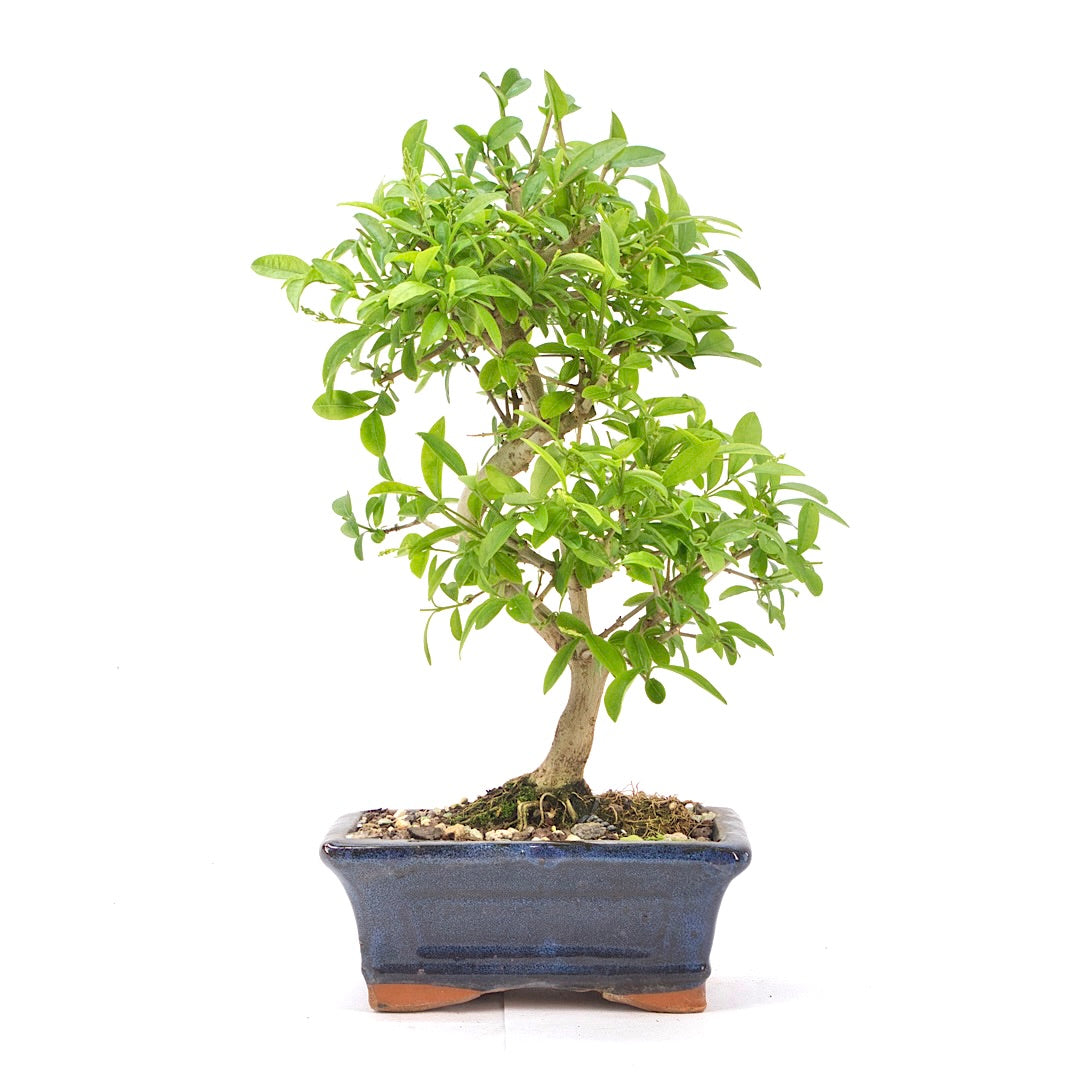 Gewöhnlichen Liguster ‚Ligustrum vulgare‘