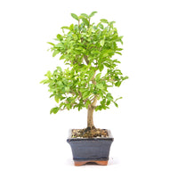 Gewöhnlichen Liguster ‚Ligustrum vulgare‘
