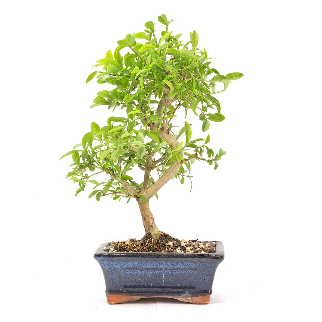 Gewöhnlichen Liguster ‚Ligustrum vulgare‘