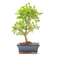 Gewöhnlichen Liguster ‚Ligustrum vulgare‘