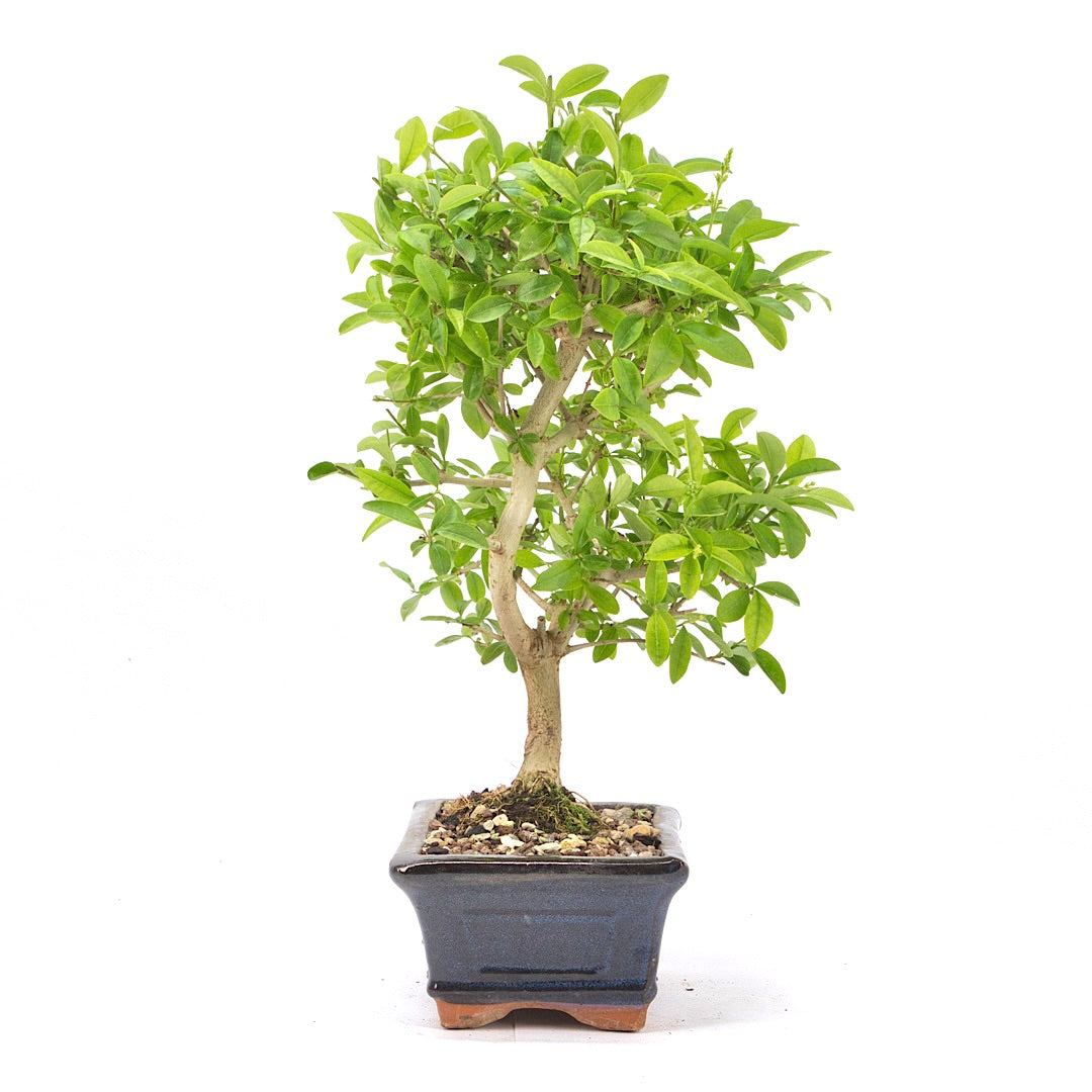 Gewöhnlichen Liguster ‚Ligustrum vulgare‘