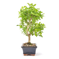 Gewöhnlichen Liguster ‚Ligustrum vulgare‘