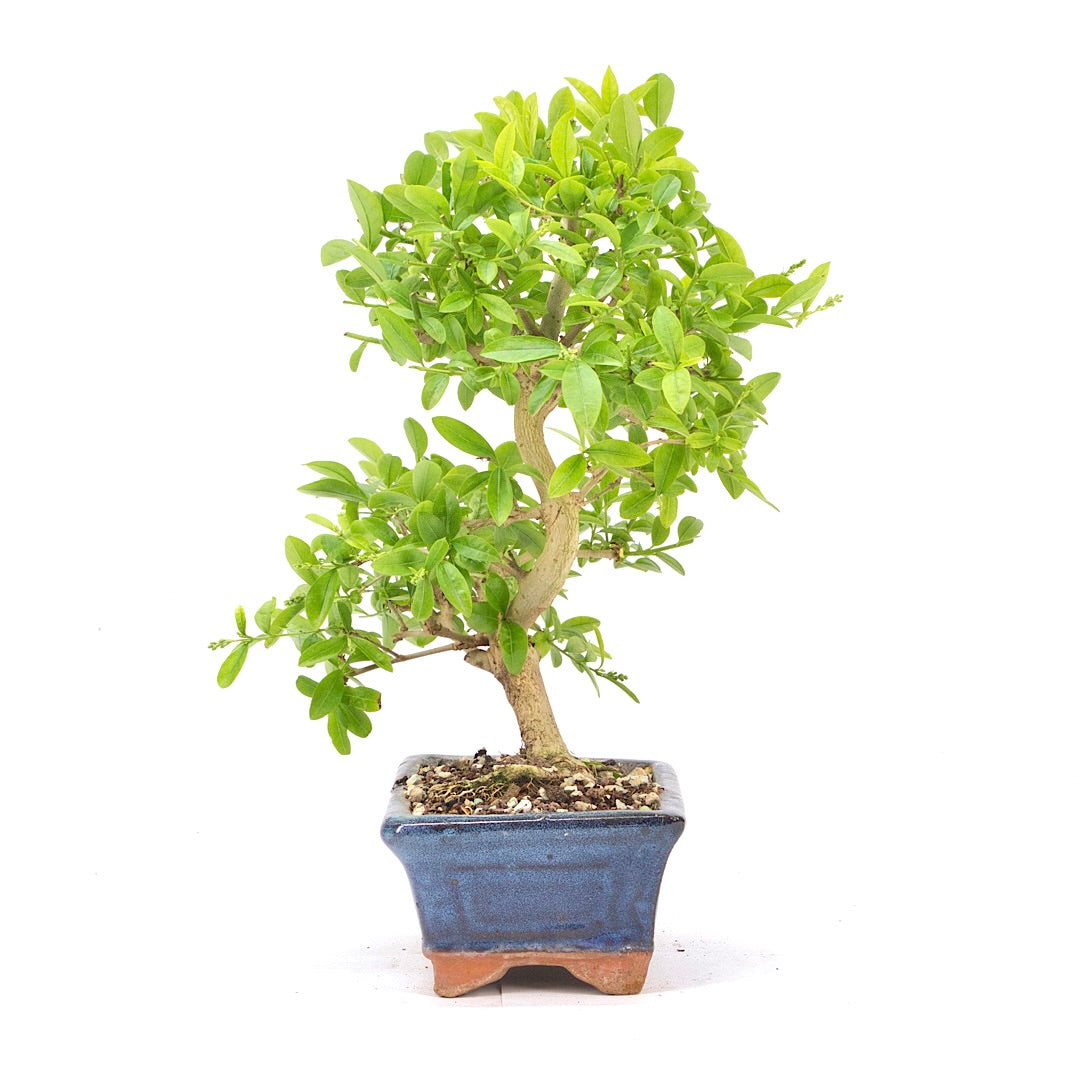 Gewöhnlichen Liguster ‚Ligustrum vulgare‘