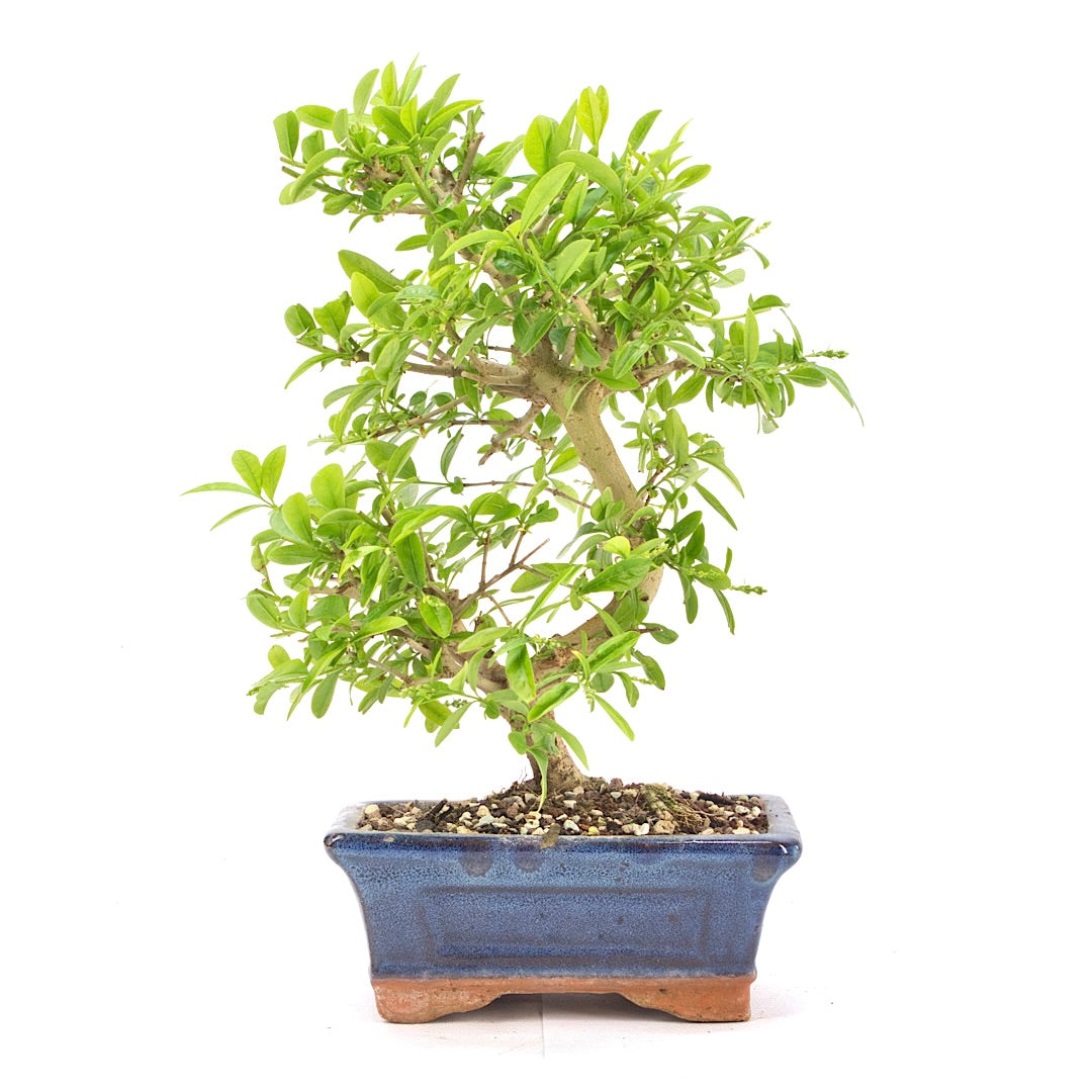 Gewöhnlichen Liguster ‚Ligustrum vulgare‘
