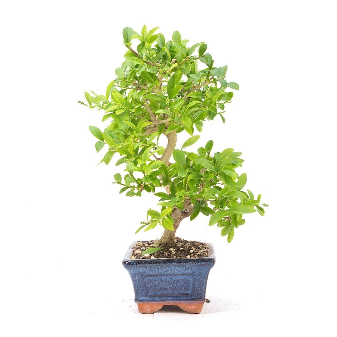 Gewöhnlichen Liguster ‚Ligustrum vulgare‘