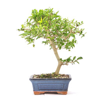 Gewöhnlichen Liguster ‚Ligustrum vulgare‘